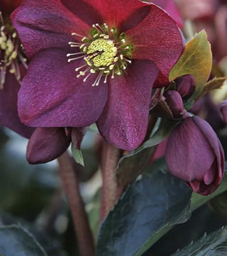 Helleborous 'Ice n Rose' Red