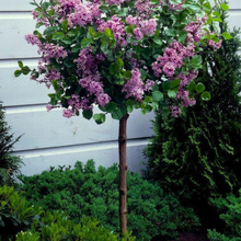 Load image into Gallery viewer, Syringa meyeri &#39;Palibin&#39; Lilac -tree form
