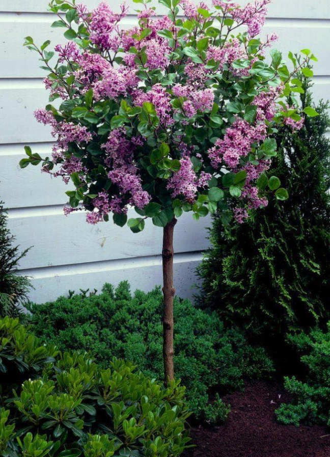 Syringa meyeri 'Palibin' Lilac -tree form