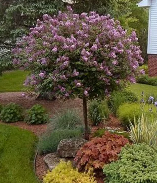 Syringa meyeri 'Palibin' Lilac -tree form