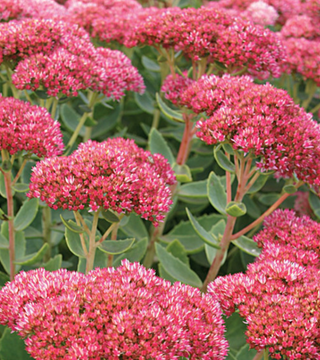 Sedum spectabile 'Autumn Fire'