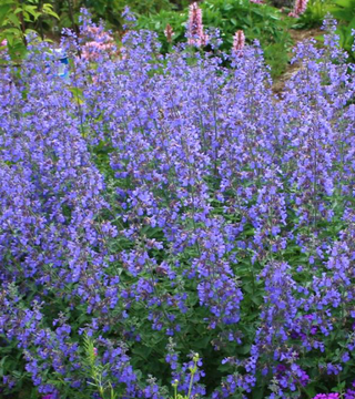 Nepeta faassenii 'Walkers Low'