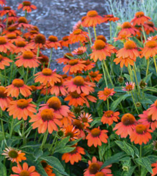Echinacea Sombrero Adobe Orange