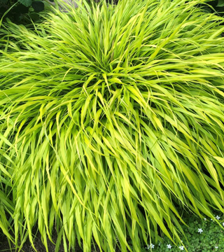 Grass - Hakonechloa macra 'All Gold