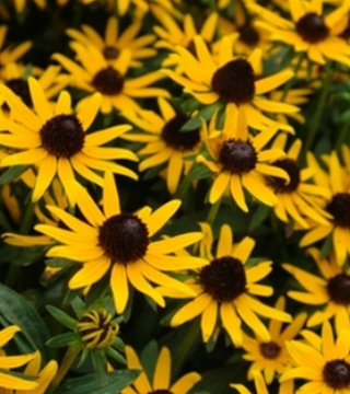 Little Gold Star Rudbeckia