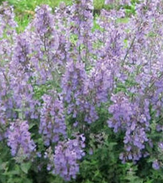 Nepeta 'Junior Walker'
