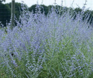 PEROVSKIA ATRIP. 'LITTLE SPIRES' - Russian Sage