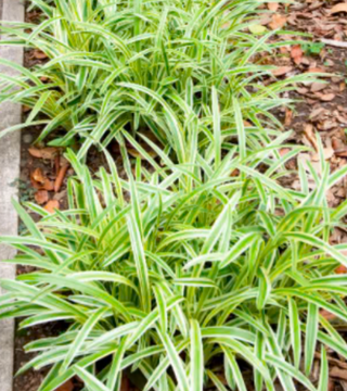 Liriope 'Variegata' Grass