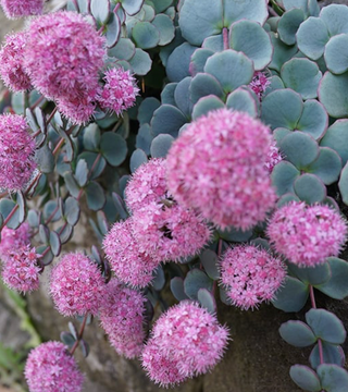 Sedum October Daphne