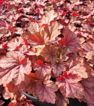 Heuchera 'Watermelon Carnival'