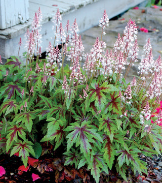 Tiarella 'Sugar & Spice'