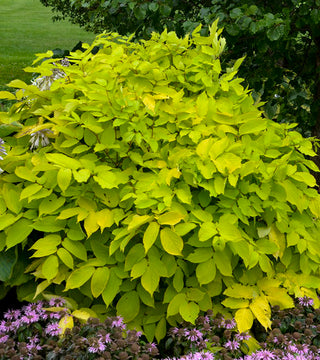 Aralia c. Sun King