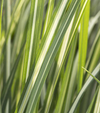 Grass - Calamagrostis acut 'Avalanche'