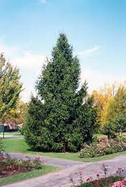 Picea abies- norway Spruce 4-5'