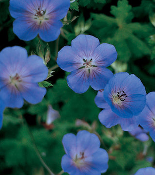 Geranium 'Rozanne'