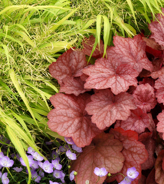 Heuchera 'Georgia Peach'