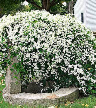 Clematis paniculata Sweet Autumn