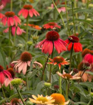 Echinacea 'Cheyenne Spirit'