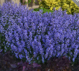 Nepeta 'Cats Pajamas' Perennial