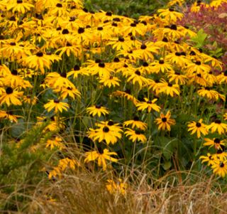 Rudbeckia 'Goldsturm' - Black Eyed Susan