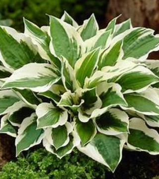 HOSTA 'PATRIOT'