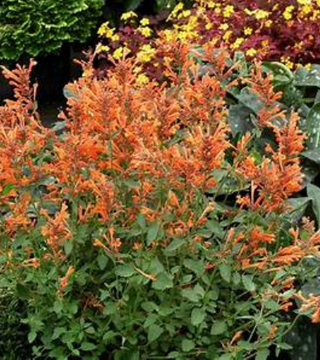 Agastache Kudos Mandarin