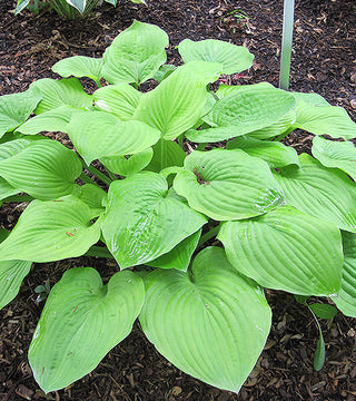 Hosta 'August Moon'