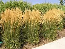 Calamagrostis 'Karl Foerster' Grass