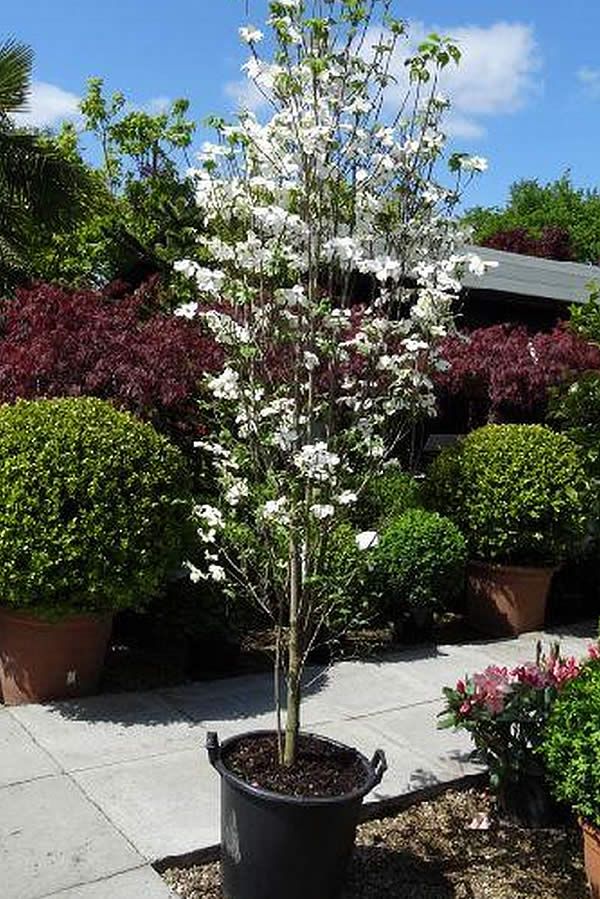 Cornus kousa dogwood - 7 gal pre-order