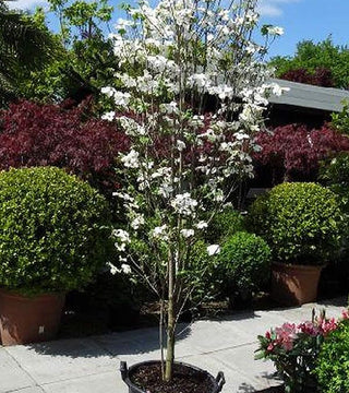 Cornus kousa dogwood - 7 gal pre-order