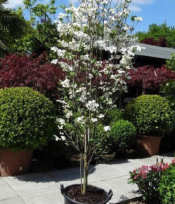 Cornus kousa dogwood - 7 gal pre-order