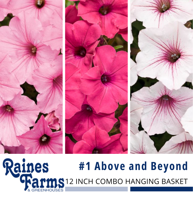 Mixed Combination Hanging Baskets