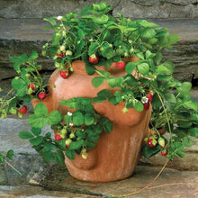 Load image into Gallery viewer, Strawberry Jar Planting Workshop