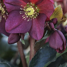 Load image into Gallery viewer, Helleborous &#39;Ice n Rose&#39; Red