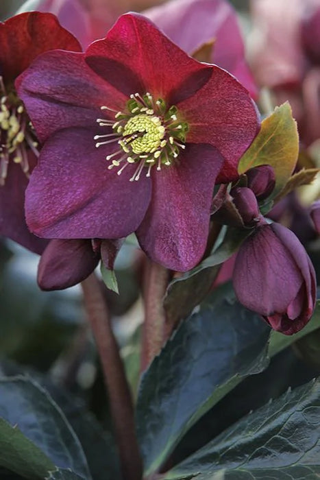 Helleborous 'Ice n Rose' Red