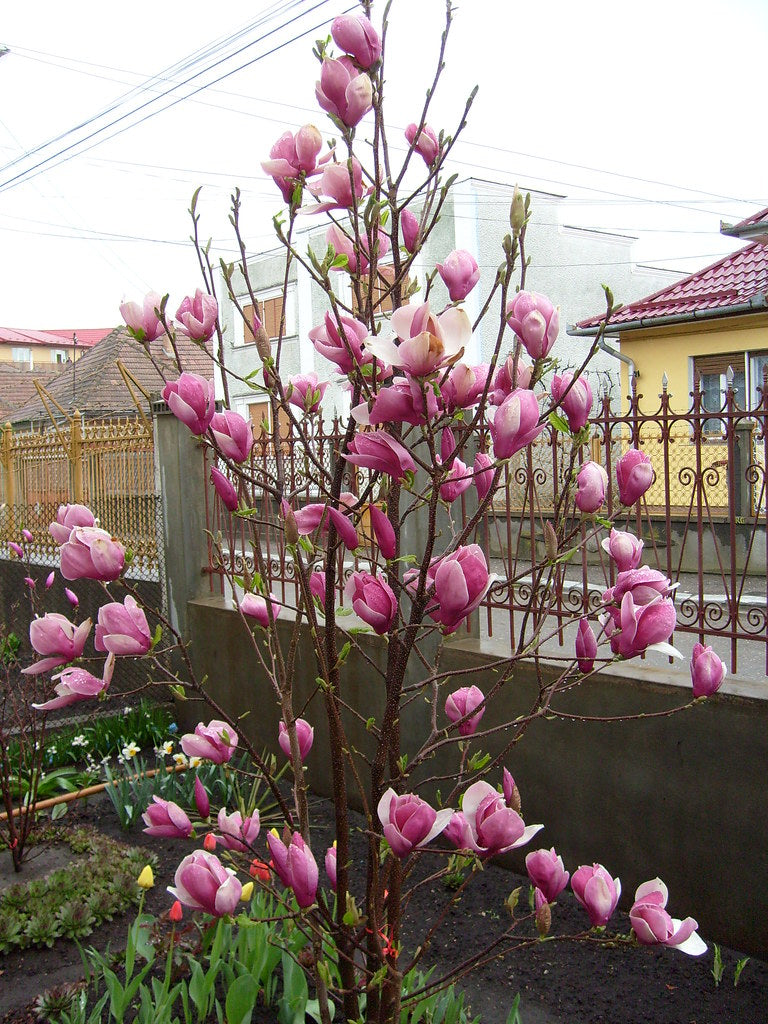 Magnolia soulangiana 'Rustica Rubra' 7 gal pre-order