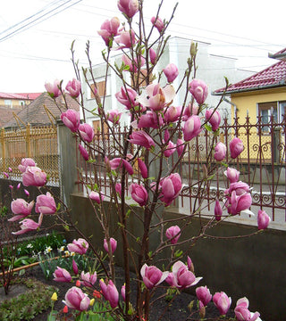 Magnolia soulangiana 'Rustica Rubra' 7 gal pre-order