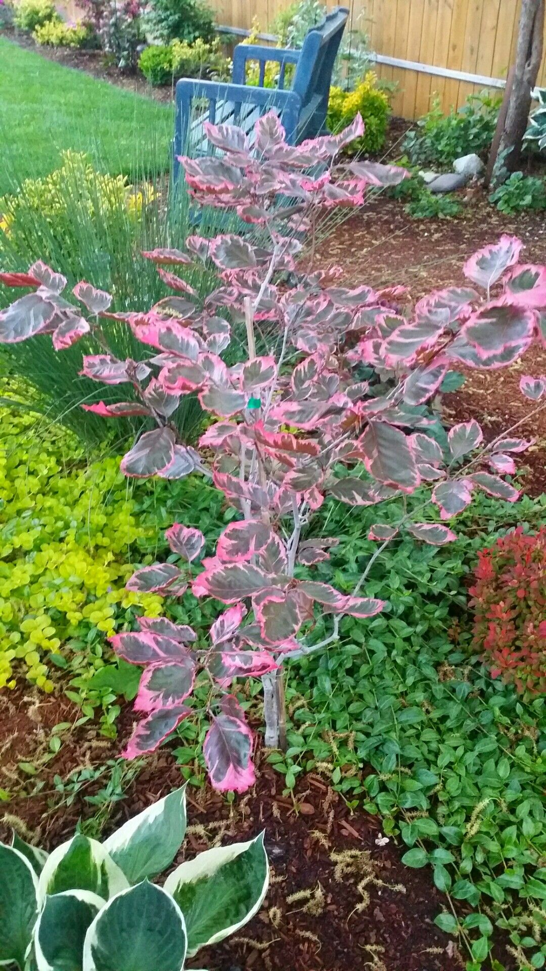 Fagus sylvatica 'Tricolor' 7 gal pre-order