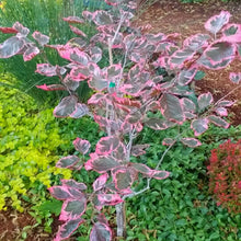 Load image into Gallery viewer, Fagus sylvatica &#39;Tricolor&#39; 7 gal pre-order