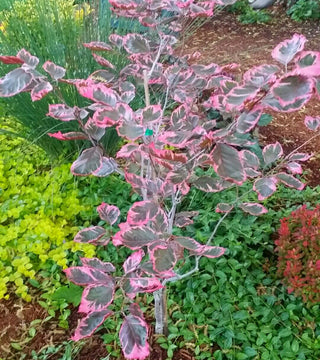 Fagus sylvatica 'Tricolor' 7 gal pre-order