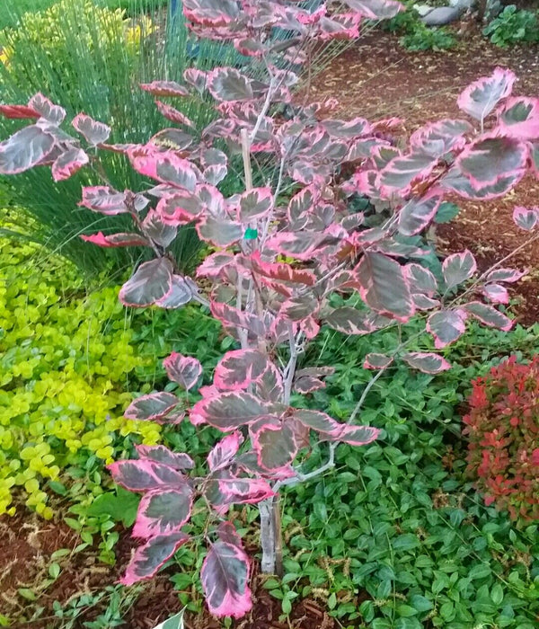 Fagus sylvatica 'Tricolor' 7 gal pre-order