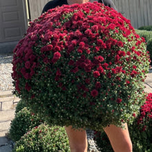 Load image into Gallery viewer, 12&quot; Potted Fall Mum