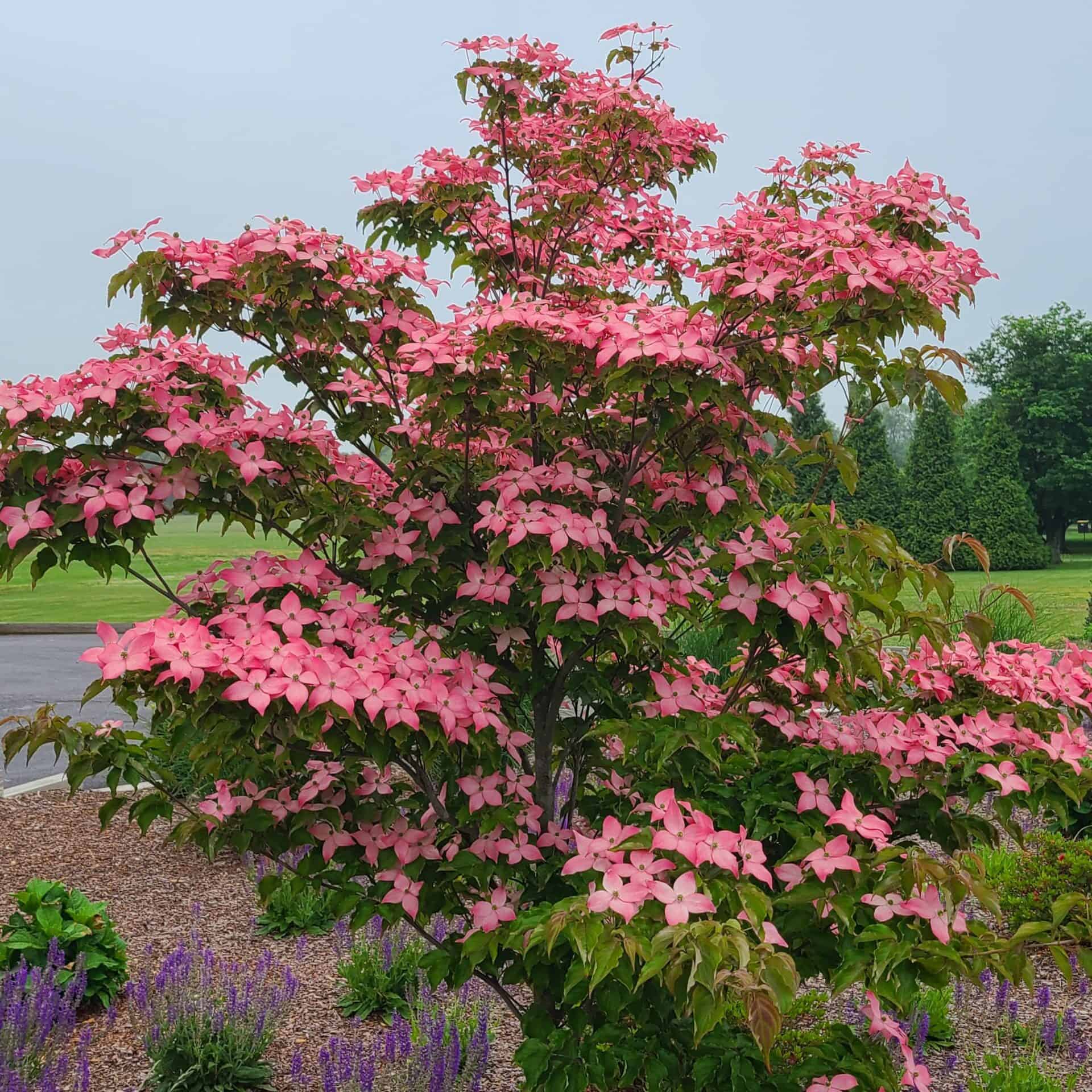 Scarlet Fire Dogwood 7 gal. pre-order