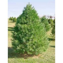 Load image into Gallery viewer, Pinus strobus - White pine 5-6&#39;