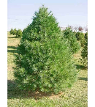 Pinus strobus- White Pine 4-5'