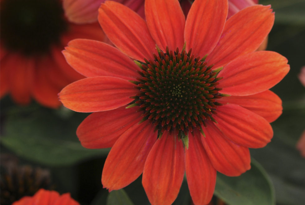 Echinacea Poco Hot Coral