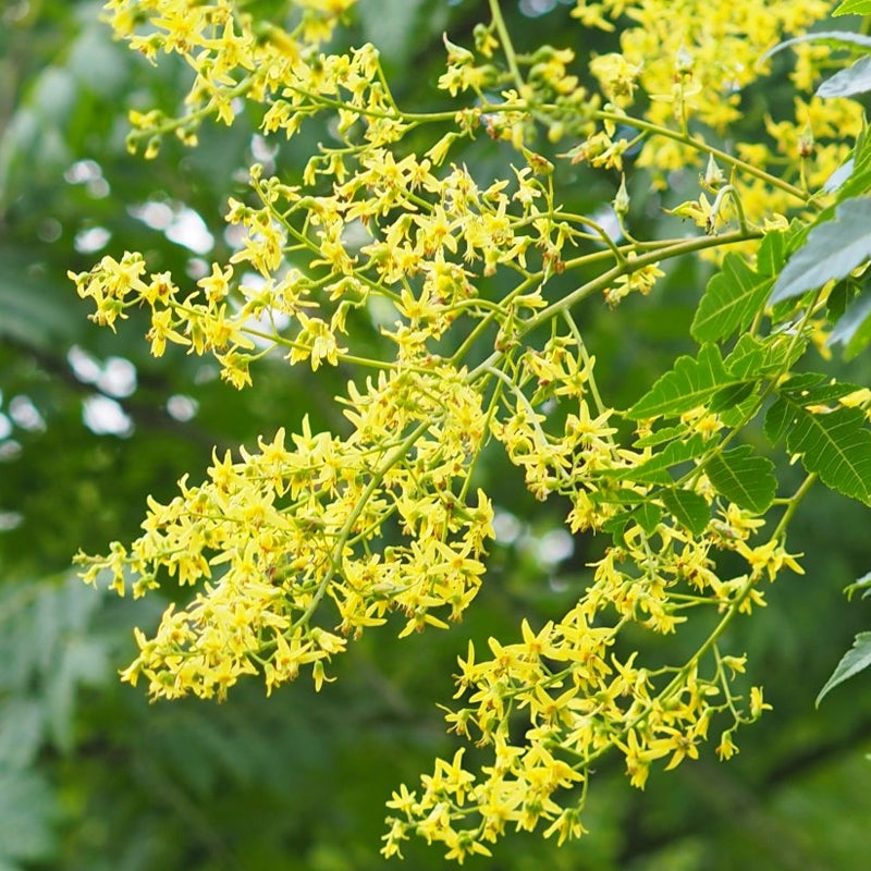 Goldenrain Tree 10 gal. Pre-Order