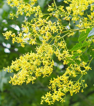 Goldenrain Tree 10 gal. Pre-Order