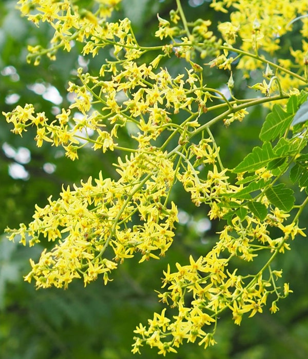 Goldenrain Tree 10 gal. Pre-Order