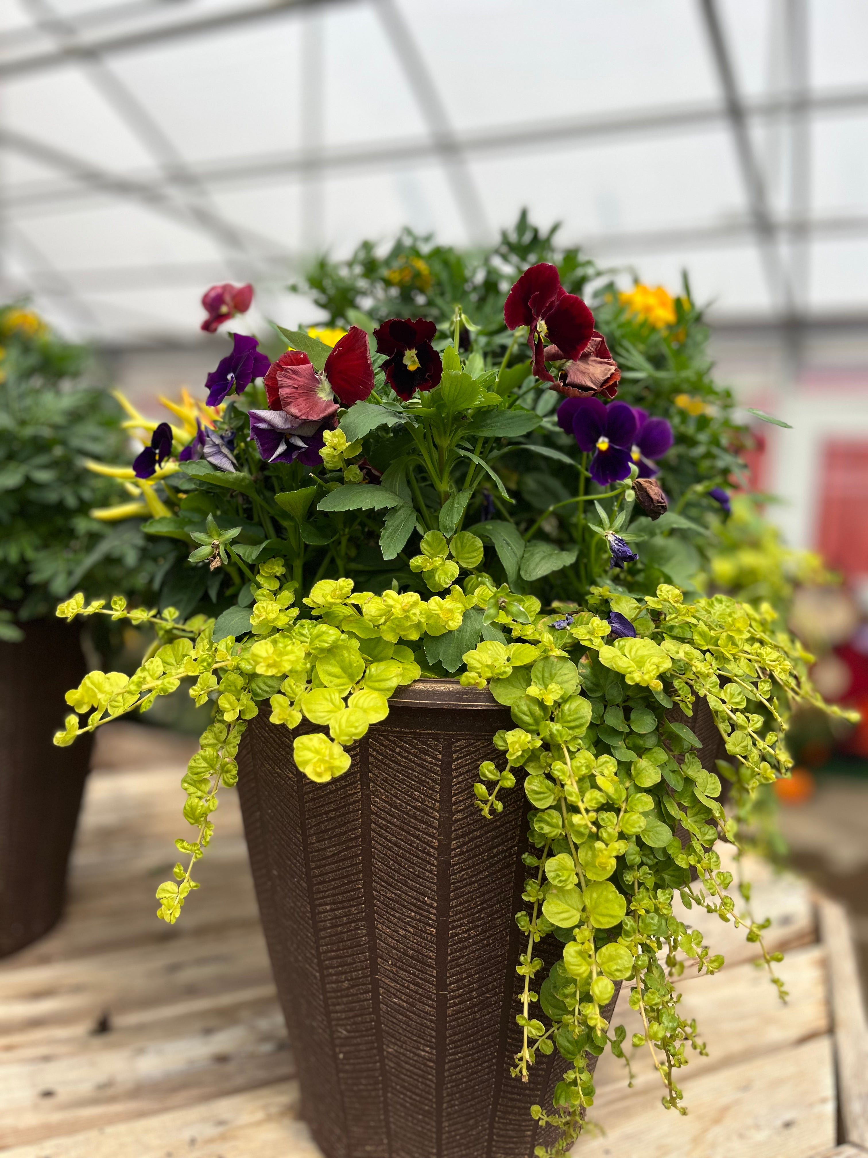 Premium Fall Container Garden